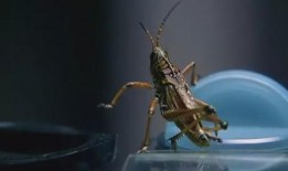 蝗虫实验室爆料视频大全,全方位爆料视频大全