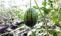 西藏网红新瓜最新爆料,揭秘幕后真相，带你走进神秘网红世界